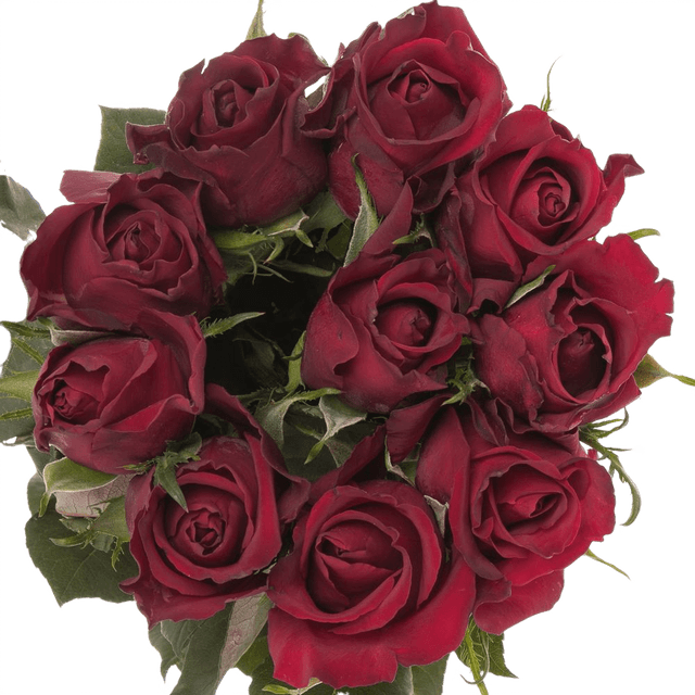 Ever Red