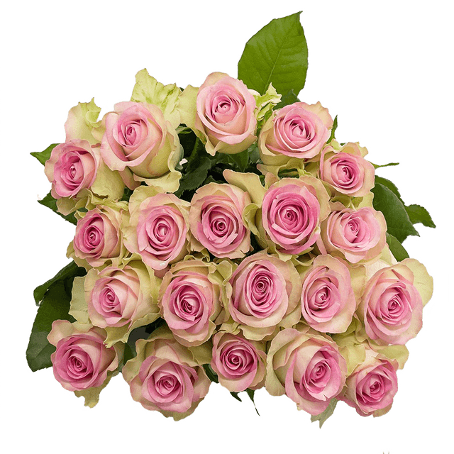 Lovely Jewel